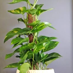 Scindapsus 5 Scindapsus -Outdoor Garden Care SCIND 1