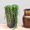 String Of Pearls (Senecio Rowleyanus) - Various Sizes -Outdoor Garden Care SENEANUS