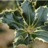 Ilex Aquifolium 'Argentea Marginata' -Outdoor Garden Care SHILAMA