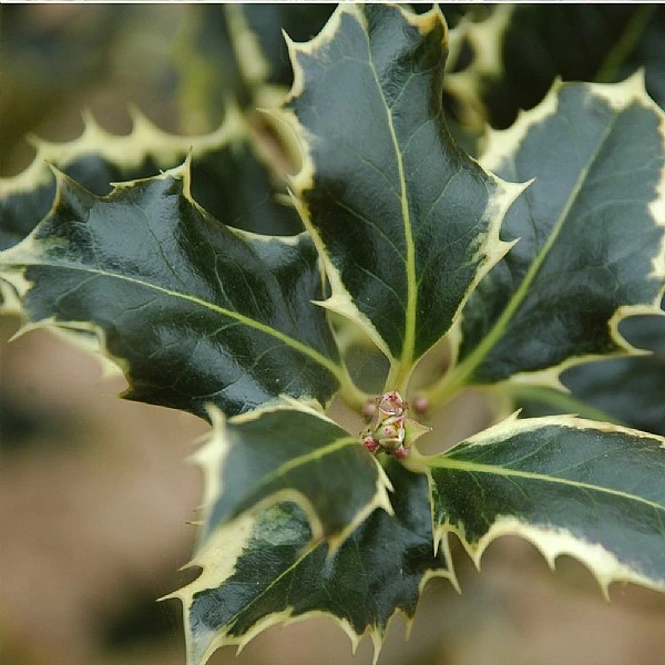 Ilex Aquifolium 'Argentea Marginata' 3 Ilex Aquifolium 'Argentea Marginata'