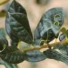 Ilex Aquifolium 'J C Van Tol' -Outdoor Garden Care SHILJCV