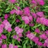 Spiraea 'Japonica Shirobana' -Outdoor Garden Care SPIRDJAPSHIR