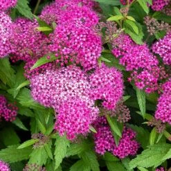 Spiraea 'Japonica Shirobana' -Outdoor Garden Care SPIRDJAPSHIR 1