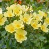 Tottering By Gently English Shrub Rose -Outdoor Garden Care TOTBYGENT
