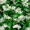 Trachelospermum Jasminoides -Outdoor Garden Care TRACHJASMI