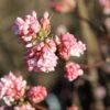 Viburnum X Bodnantse 'Dawn' -Outdoor Garden Care VIBDAWN