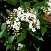 Viburnum Tinus 'Eve Price' -Outdoor Garden Care VIBURTINEP