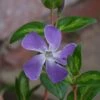Vinca Major 'Maculata' -Outdoor Garden Care VINMAMA