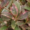Weigela Florida 'Monet' -Outdoor Garden Care WEIFLOMON