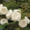 William & Catherine English Shrub Rose