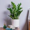 ZZ Plant (Zamioculcas Zamiifolia) -Outdoor Garden Care ZZPLANT